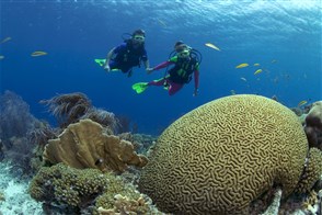Coral reef on Bonaire