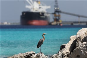 Red egret in front of a freightship being loaded